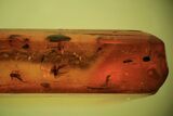 Several Fossil Flies (Diptera) In Baltic Amber #105529-1